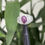 Thumbnail: Natural Ruby ring