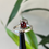 Thumbnail: Natural Garnet ring