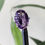 Thumbnail: Natural Amethyst oval ring
