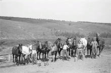 horse--_________________.c1zq7bmtapcsss4cg4g4ws0w8.ejcuplo1l0oo0sk8c40s8osc4.th.jpeg