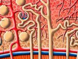 TUBULAR STRESS - a kidney drama