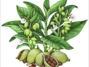 Cardamom~ queen of spices ~ for CKD