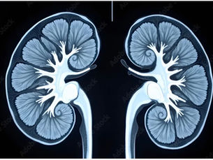 Proteinuria: a Renology-aligned framework for reduction (non-pharma strategies)