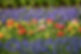 muscari-3348551_1920.jpg