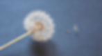 Pusteblume