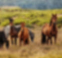 Brumby ”Neigh”borhood_edited_edited.jpg