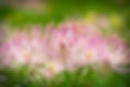 fleurs.jfif