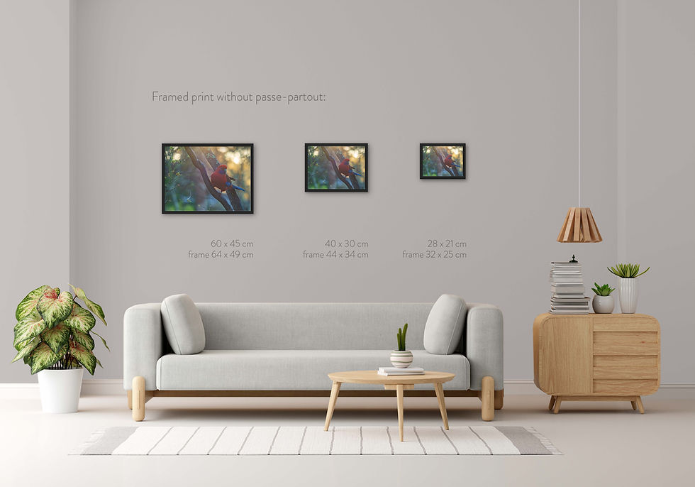 Thumbnail: Fine art photo of a gentle Rosella Parrot in a black frame without passe partout in a room with warm colours