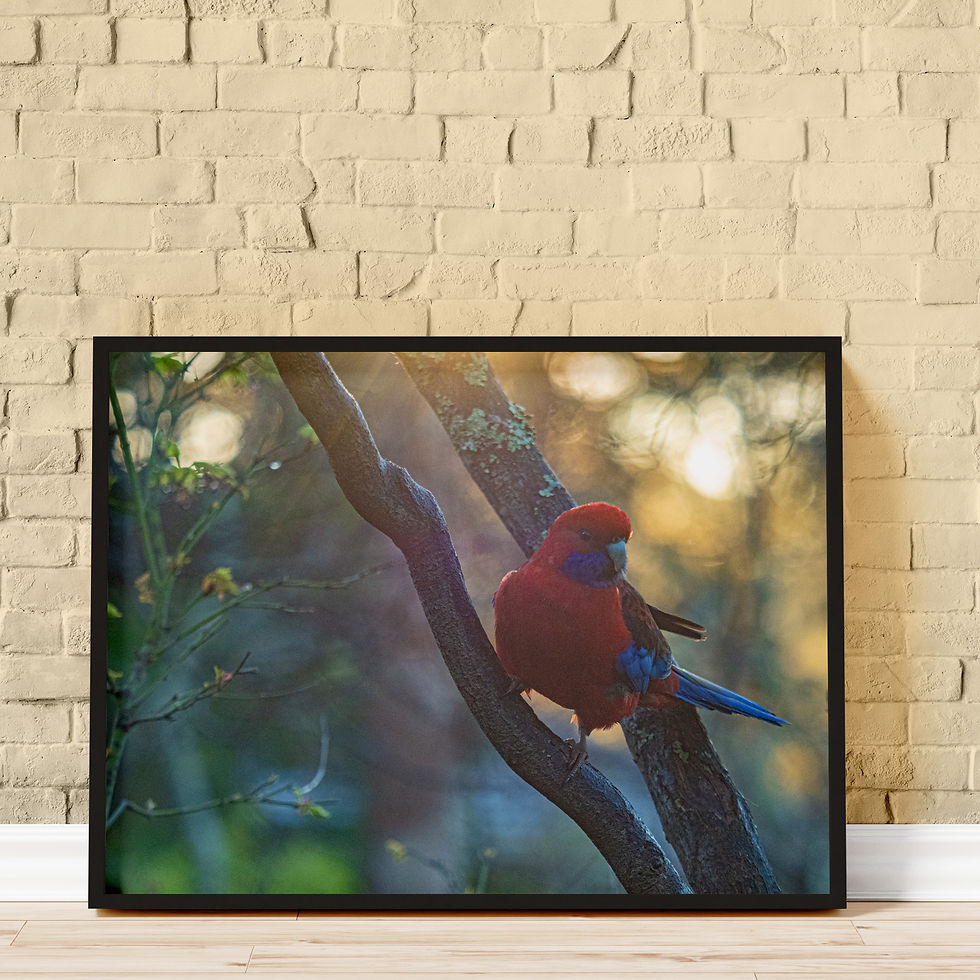 Fine art photo of a gentle Rosella Parrot in a black frame without passe partout leaning on a brick wall