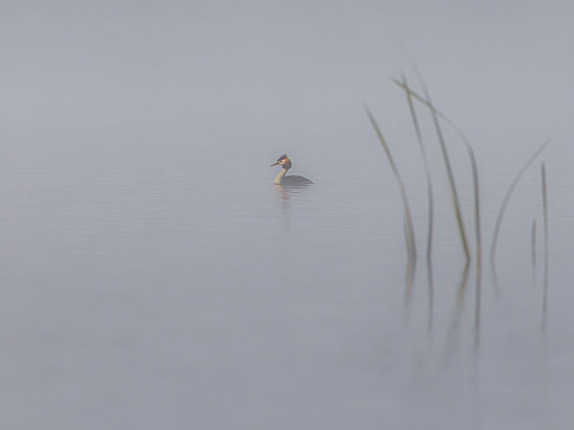 Zen-grebe-swimming-in-a-lake-with-reed-soft-colours.jpg