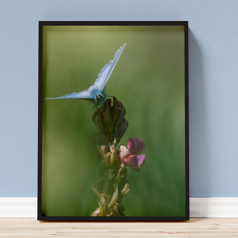 Common Blue (limited edition)