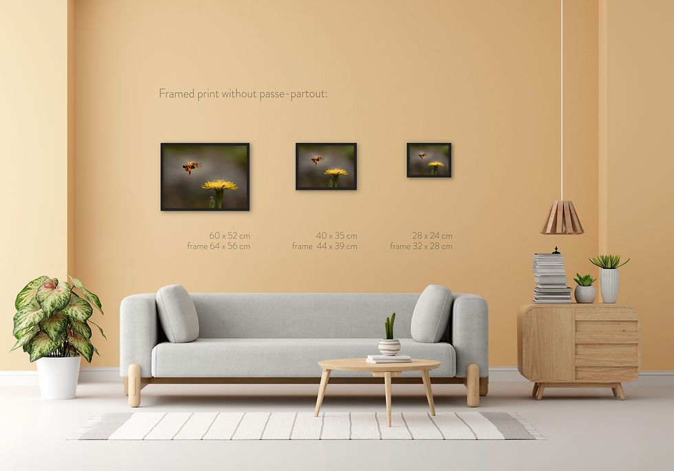 Thumbnail: A photo of a flying bee approaching a dandelion 
