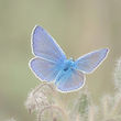 Wiesenbläuling (Common blue) Schmetterli