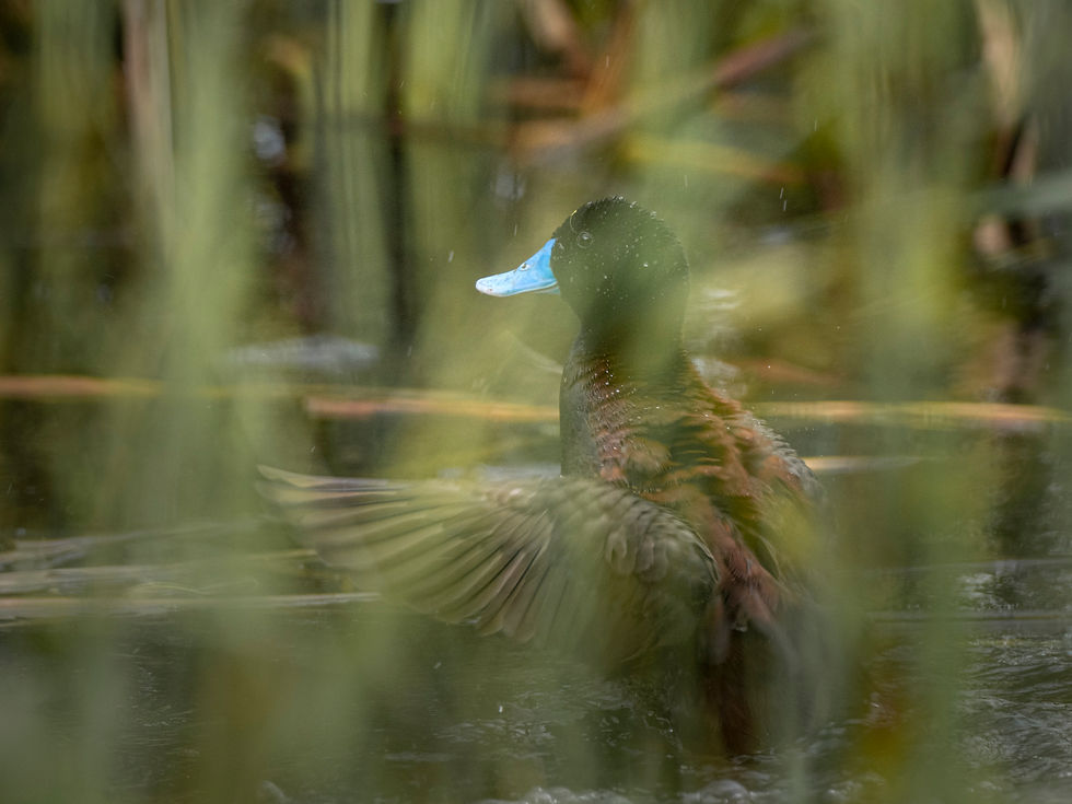 Miniaturbild: blue-billed duck fine art photo captured in Lake Wallace, NSW, Australia