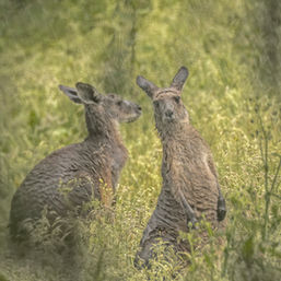 Fine Art Foto von zwei Kängurus, die im strömenden Regen eines Sommergewitters stehen. Aufgenommen in den Blue Mountains, NSW, Australien.
