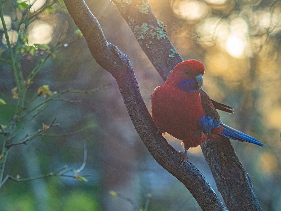 Thumbnail: Fine art photo of a gentle Rosella Parrot captured in the Blue Mountains, NSW, Australia.