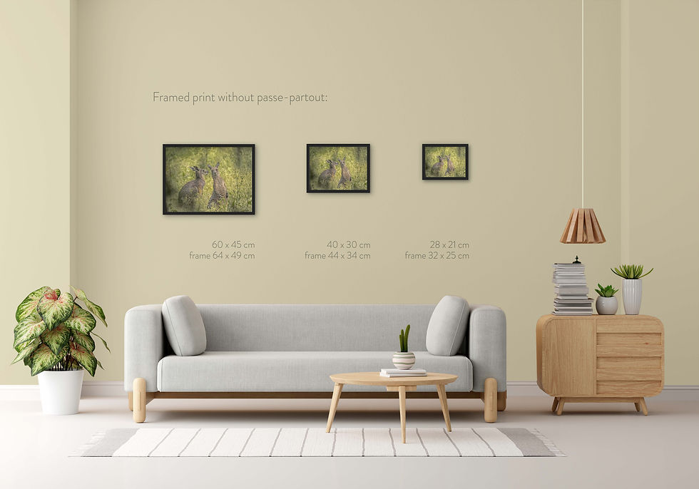 Thumbnail: kangaroos in summer thunderstorm fine art photo on a wall in a room with warm colours framed without passe partout