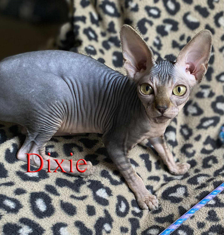dixie 9