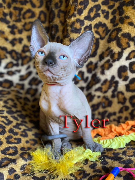 tyler 13