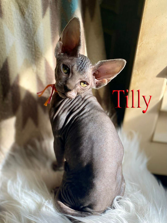 tilly 12