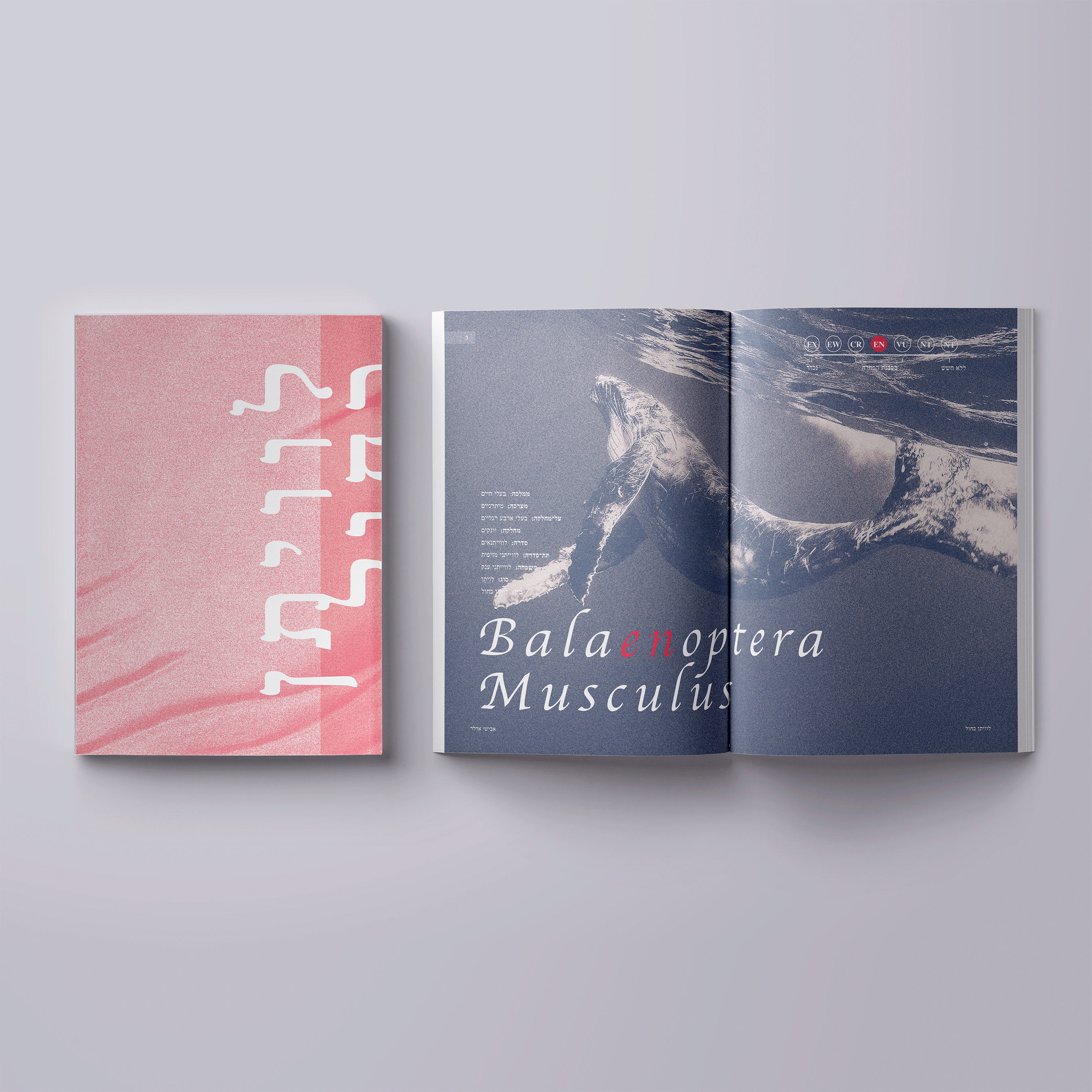 Blue Whale Booklet