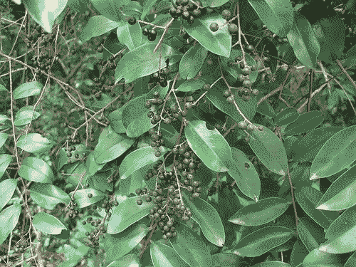 Vidanga_003