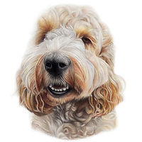 Cockerpoo pencil drawing