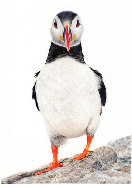 coloured pencil drawing of a puffin standing on a sloped rock