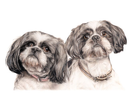 coloured pencil drawing of 2 shih tzu's