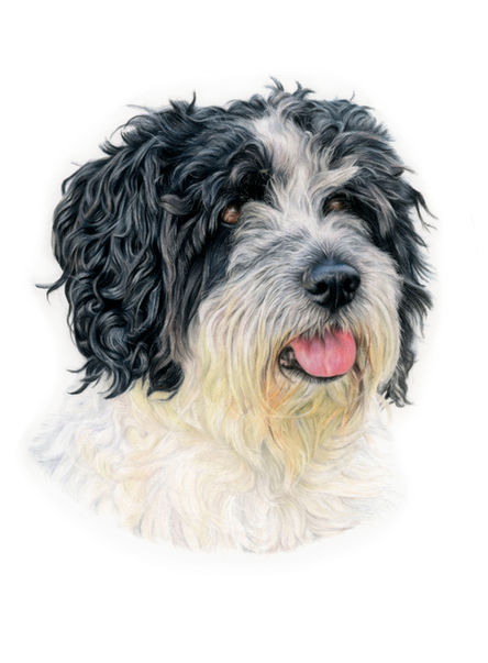Coloured pencil drawing of a black on white cockerpoo.