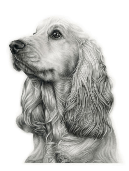 A4 graphite drawing of a curly haired spaniel