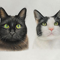 Coloured Pencil Drawing of two cats