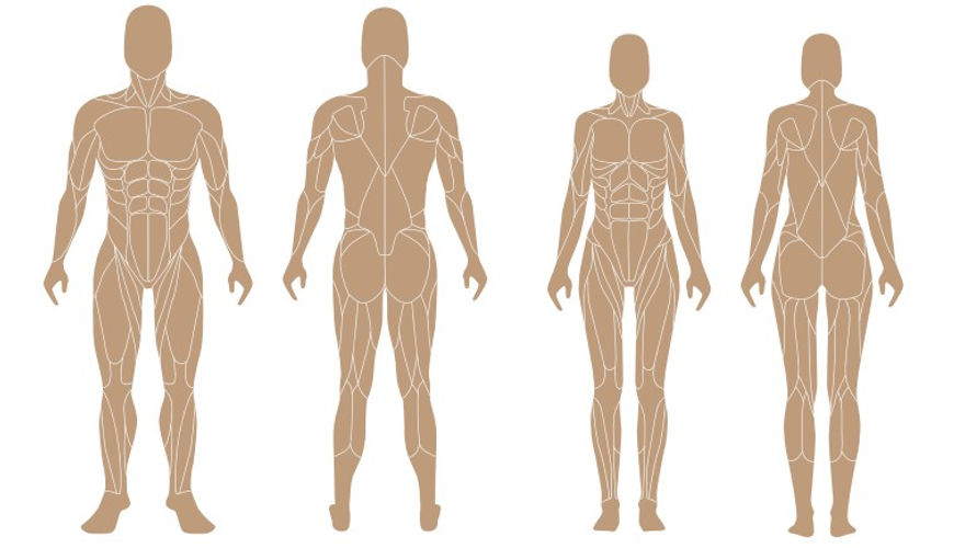 Musculatura-Metodo-Tom-firmiano-Massoterapia