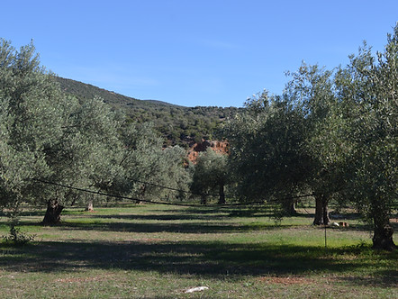 our grove - our estate