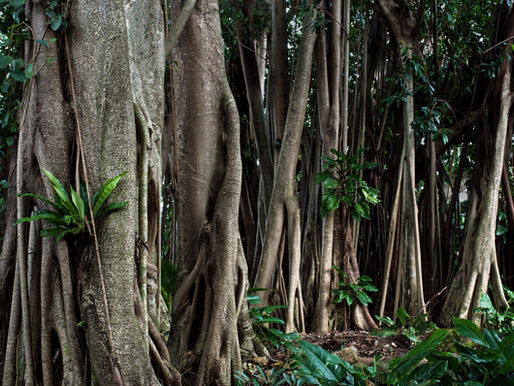 How to Enjoy a Budget-Friendly Trip to Cairns, Australia