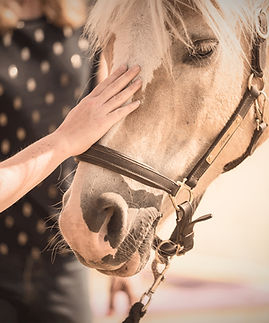 Equimind-Stress-en-burn-out-coaching_edi