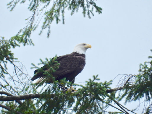 The Eagle Has Landed