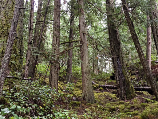 Hi Ho, Hi Ho, Off To The Hidden Forest Lake I GO