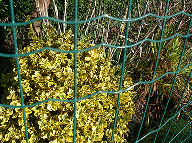 Green PVC Eurofence Plus welded wire mesh rolls