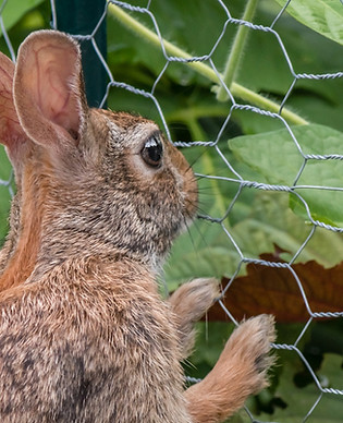 PRODUCT RANGE | GALVANISED MESH | WIRE NETTING ROLLS | GATES | NAILS