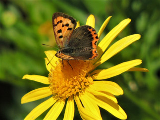 Papillon cuivré ( kouevrig bihan)