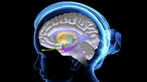 Estrogen and the brain