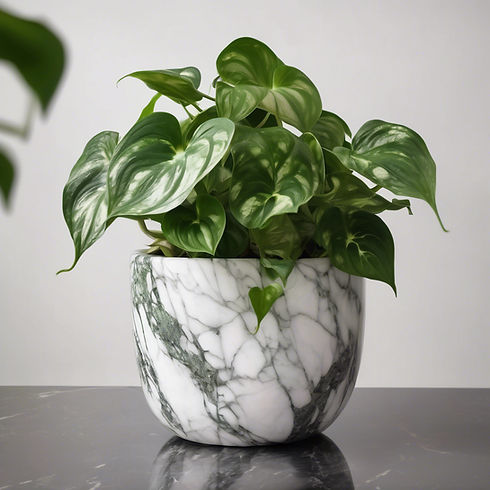 a beautiful and full marble queen pothos plant in an elegant pot placed in a very natural