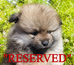 Lion 1_edited.jpg