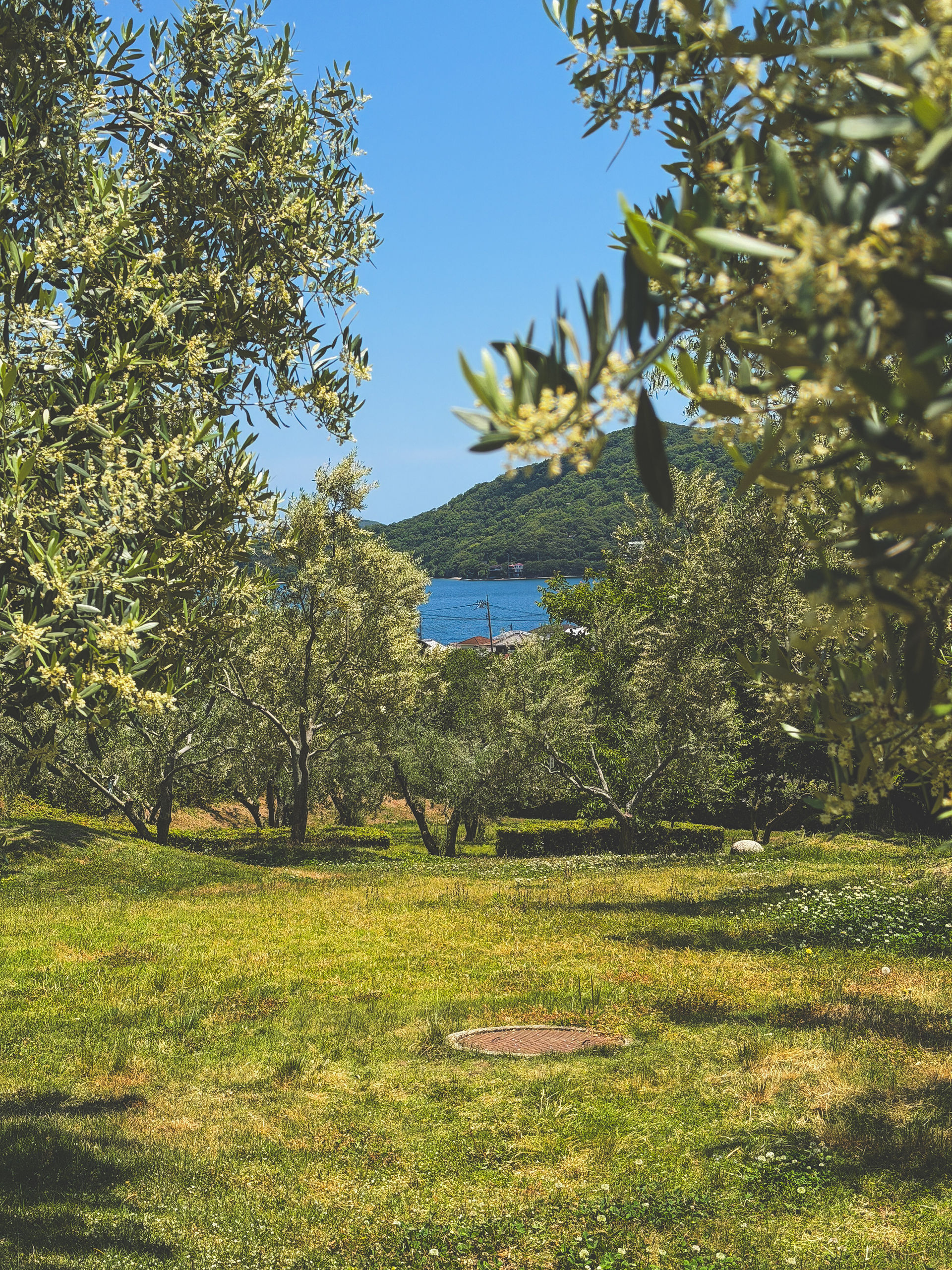 Olive Park