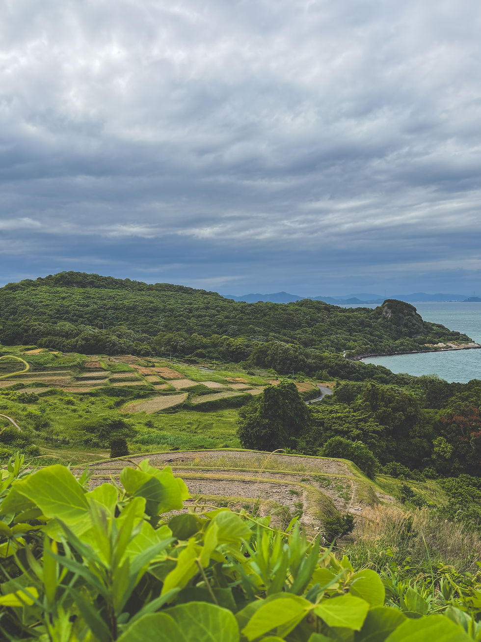 Rice Terraces of Teshima Overlooking the Seto Inland Sea