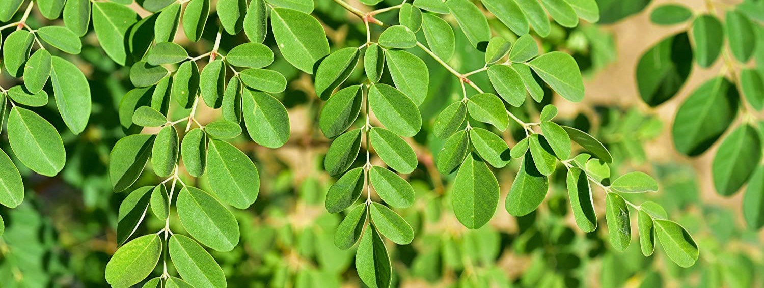 Fresh Moringa leaves