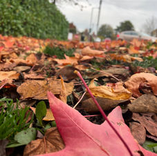Red leaves on the ground