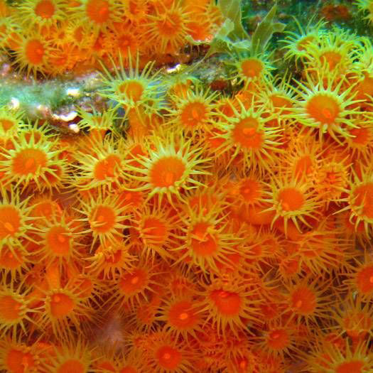 Anenome jaune encroutante
