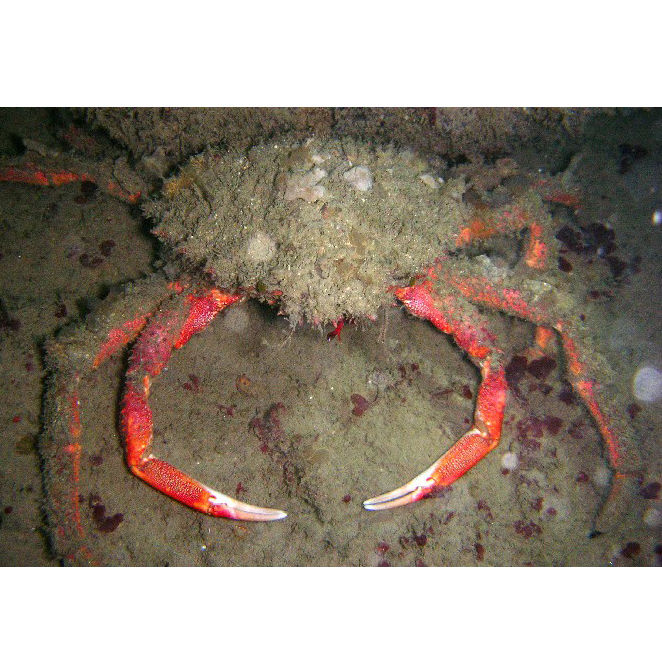 Araignée de mer